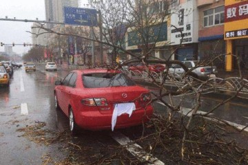 暴雨大风袭击辽宁 大树被连根拔起(图)
